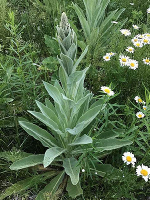 Mullein Leaf Dried