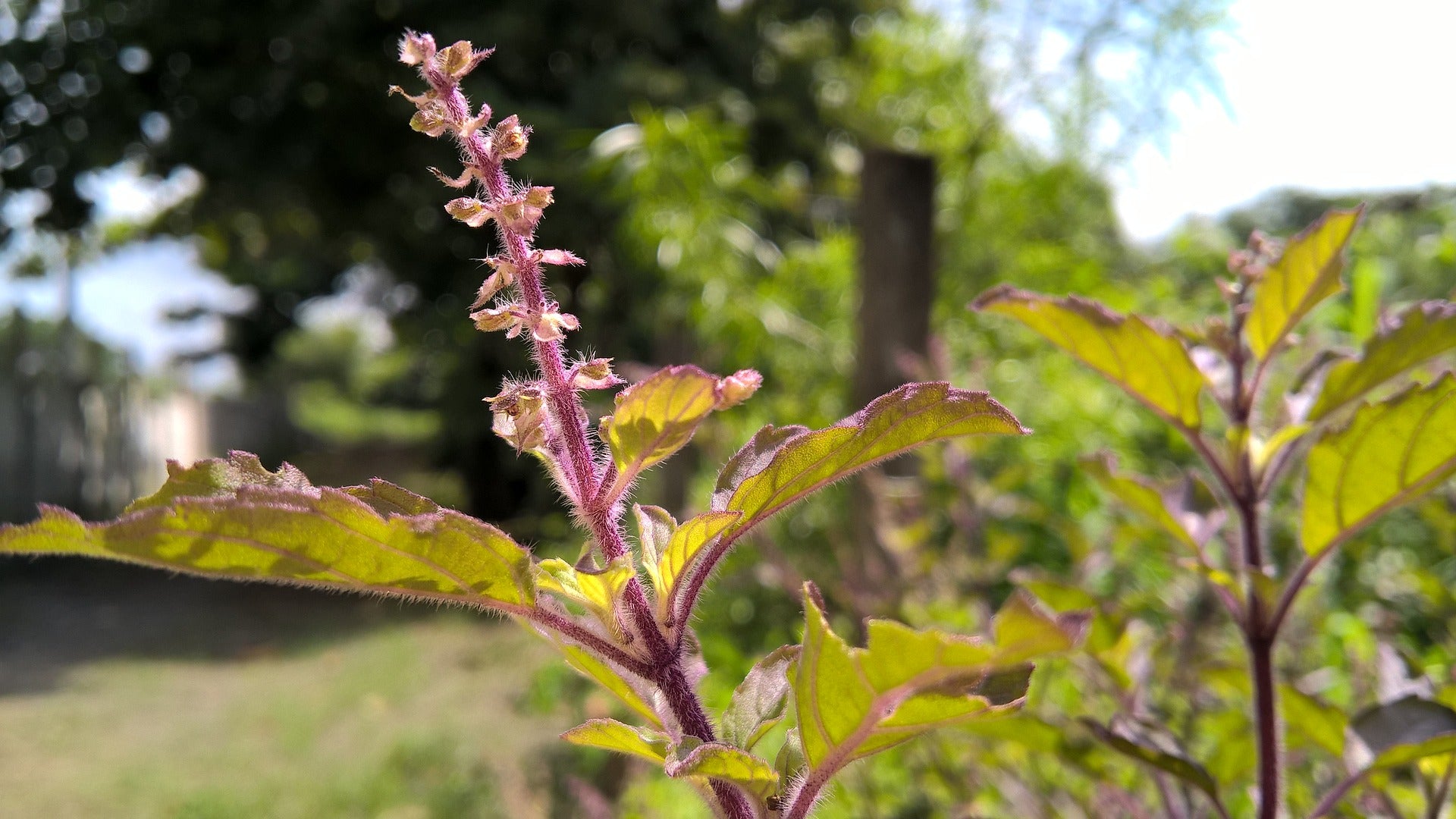 Tulsi Holy Basil Tincture