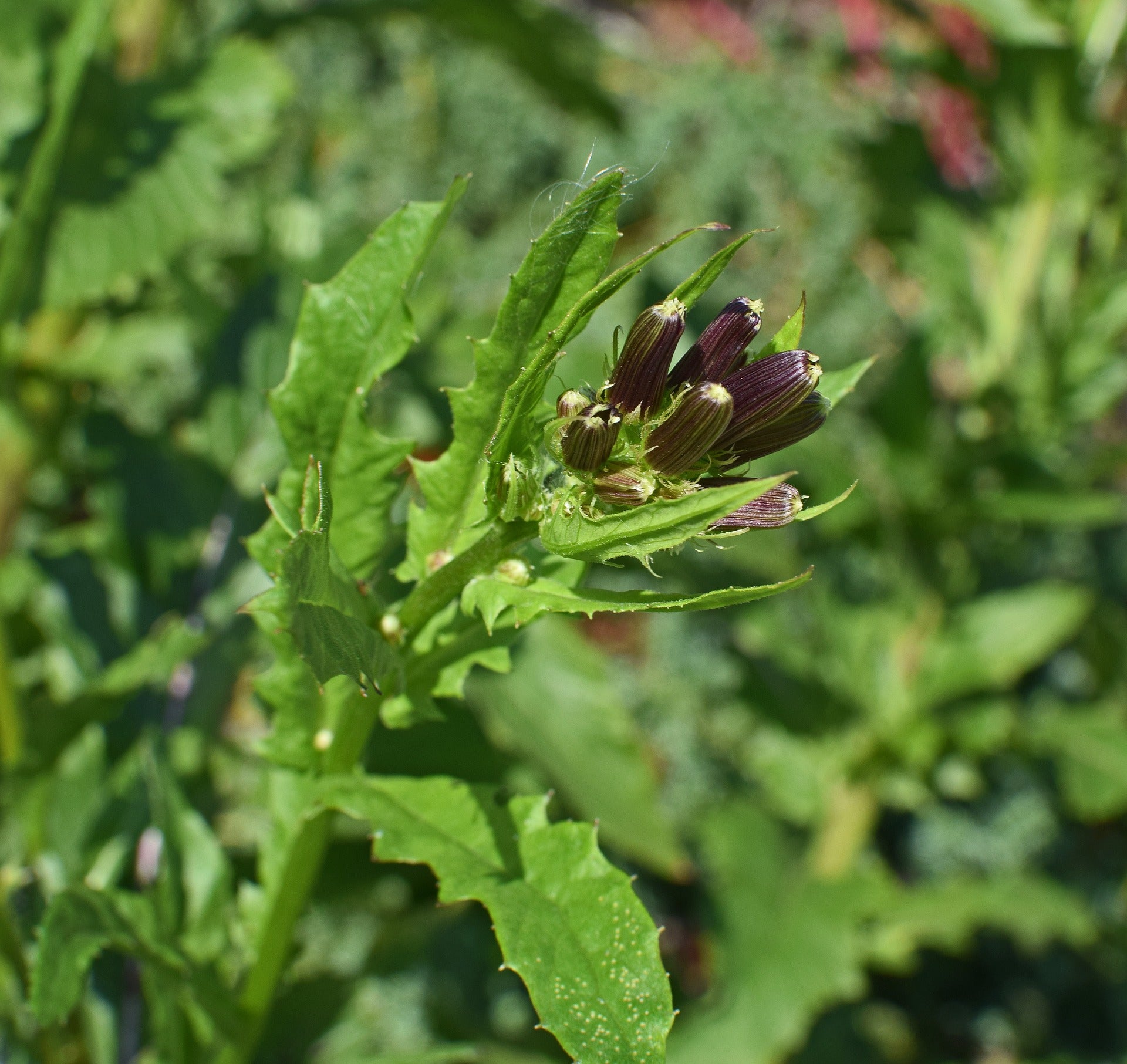 Wild Lettuce Tincture